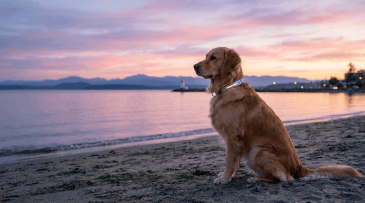 GPS Dog Collar Nanaimo